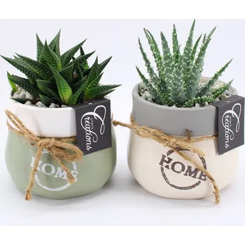 SUCCULENT Green Fundamental Keramika P 11