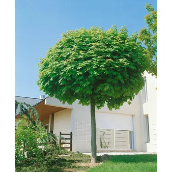 Sazenice Acer platanoides 'Globosum' C7,5L 120KM-v. kmínku 120 cm