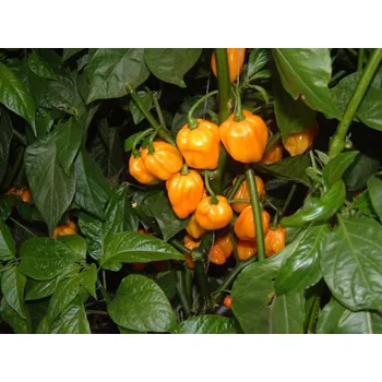 Rybářský háček Scotch Bonnet Orange 10ks (balení 10)