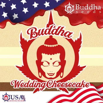 Semeno Buddha Wedding Cheesecake fem. | USA (balení 10)