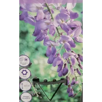 Sazenice Vistárie - Wisteria sinensis 180 cm
