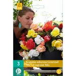 JUB Holland Odorosa begónie převislá…