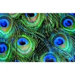 Goba Prostírání plastové 28 x 43 cm