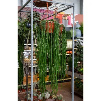 Sazenice Věšák, Rhipsalis paradoxa, závěs, průměr květináče 30 cm