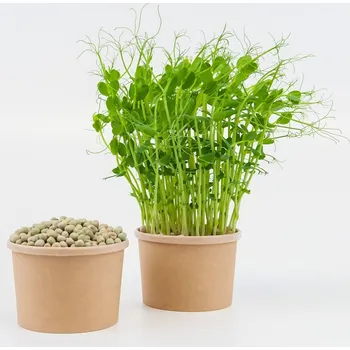 Fóliovník Tiny Greens Hrášek Curly - BIO semínka na klíčení a microgreens Množství: 200g