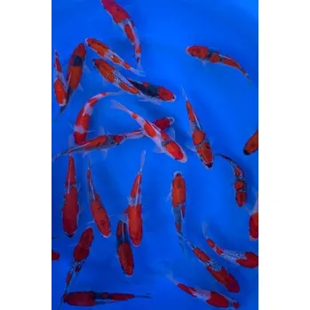 Krmivo pro rybičky Goshiki ... JK 23MNM08