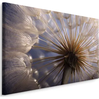 Plátno Pampeliška Makro I. Varianta: 30x20