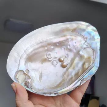 Mušle perlorodky s perlami Mušle perlorodka: č. 3 - 15,5 x 10,5 cm Přírodní dekorace