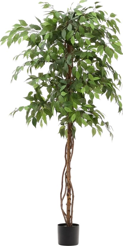 Umělá květina Kave Home Ficus 180 cm