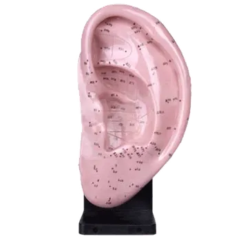 Akupunkturní model ucha 22cm Huan Qiu