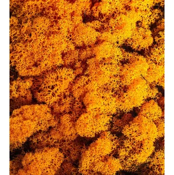 umělá květina Preparovaný lišejník, 500 g, oranžový