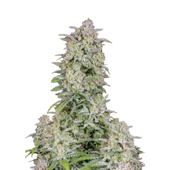 Semeno FastBuds Forbidden Runtz Auto Balení: 1ks