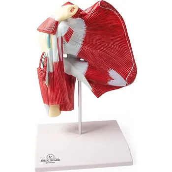 erler zimmer Model svalstva ramene s hlubokými svaly