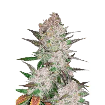 Semeno FastBuds Cream Cookies Auto Balení: 1ks