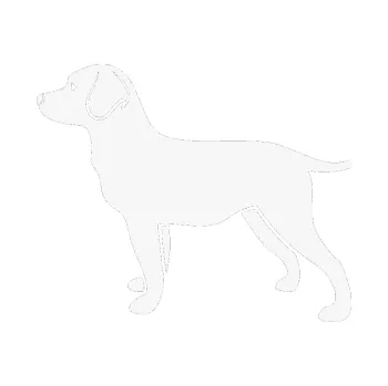 Polep vozidla SAMOLEPKA Pes 062 levá Labrador (09 - bílá) NA AUTO, NÁLEPKA, FÓLIE, POLEP, TUNING, VLASTNÍ TEXT, TISK, AUTOSAMOLEPKY.cz, POLEPY, OBRÁZEK, LOGO, SAMOLEPKY