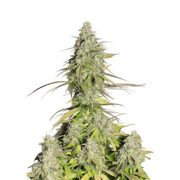 Semeno FastBuds Girl Scout Cookies Auto Balení: 10ks