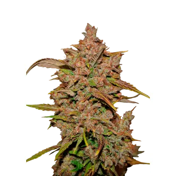 Semeno FastBuds Crystal Meth Auto Balení: 5ks