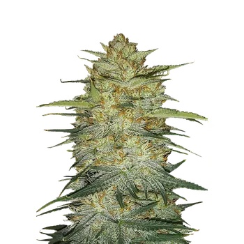 Semeno FastBuds Original OG Kush Auto Balení: 1ks