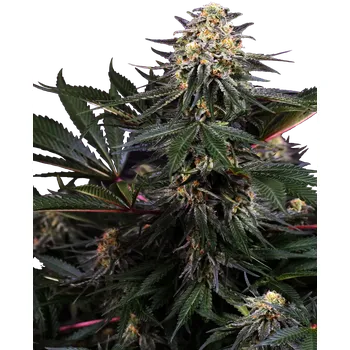 Semeno Sensi Seeds Lockdown Kush Balení: 5ks