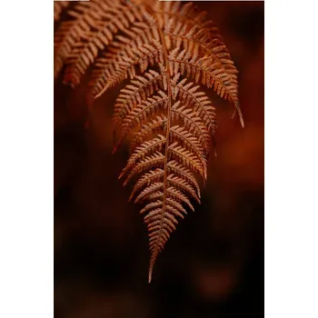 Plakát Plakát, Obraz - dark moody faded autumn leaf background,, OlgaMiltsova