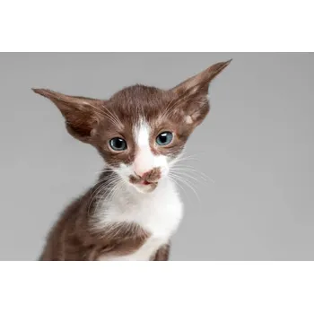 Plakát Plakát, Obraz - Little cute kitten of oriental cat, Irina Nedikova