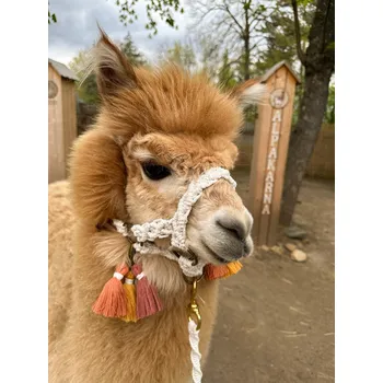 Luxusní macrame set ohlávky, vodítka a střapců