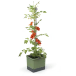 Gusta Garden Samozavlažovací květináč Tom Tomato Barva: Zelená