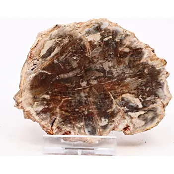 Drahý kámen Magieprirody.cz Zkamenělé dřevo plát 180g - 9 cm + stojánek #K789 Madagaskar