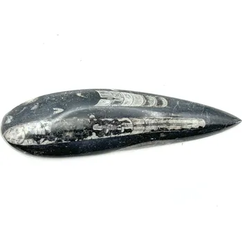 Přírodní kámen Magieprirody.cz Fosilie Orthoceras 160 mm (Maroko) #K752