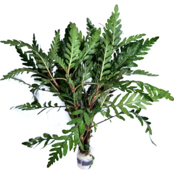 Akvarijní rostlina Hygrophila pinnatifida - svazek