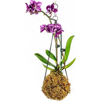 Gardners Kokedama Phalaenopsis (S) Falenopsis, můrovec