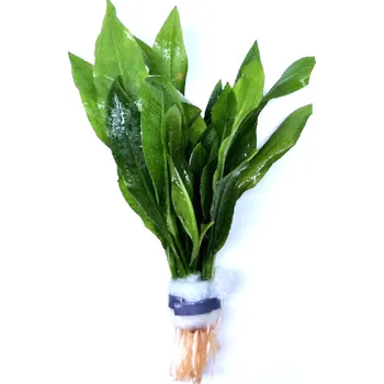 Akvarijní rostlina Echinodorus amazonicus - svazek