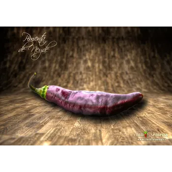 Semeno chilli-semena Pimenta de Neyde