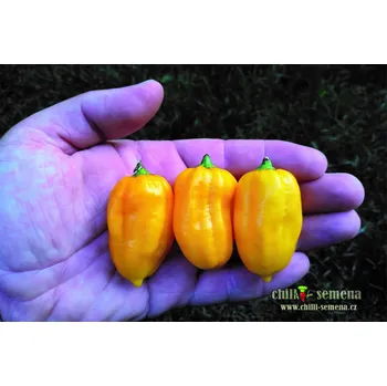 Semeno chilli-semena Habanero Yellow