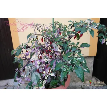 Semeno chilli-semena Tricolor Variegata Chilli