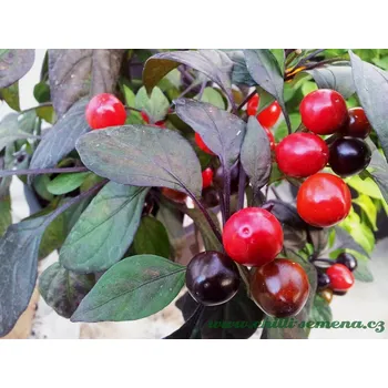 Semeno chilli-semena Black Pearl