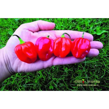 Semeno chilli-semena Antillais Caribbean
