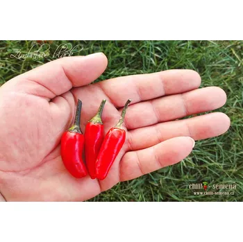 Semeno chilli-semena Zimbabwe Black Chilli
