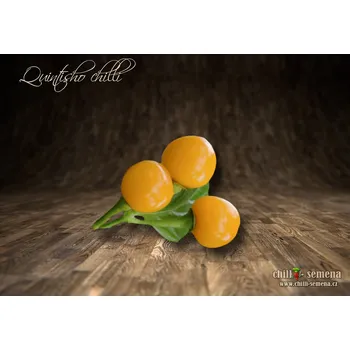 Semeno chilli-semena Quintisho chilli