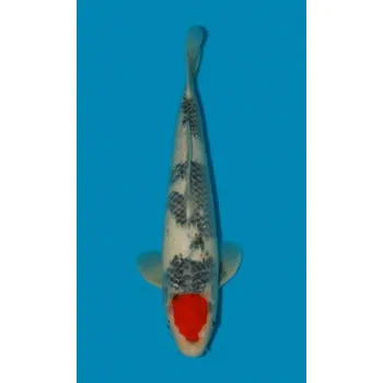 Krmivo pro rybičky SHQ Jumbo Tancho Showa Sanshoku ... JK 20150068