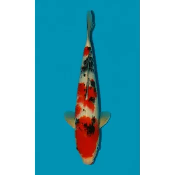 Krmivo pro rybičky HQ Taisho Sanshoku ... JK 20150365