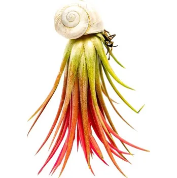 Gardners Šnek s Tillandsií Ionantha red Tillandsie, kykatka