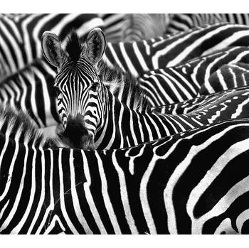 Plakát Plakát, Obraz - Zebra surrounded with black and white stripes, chantal