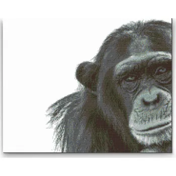 Diamantové malování Diamantové malování - Šimpanz Velikost: 30x40cm, Rámování: Pouze srolované plátno, Diamanty: Čtvercové