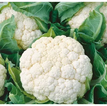 Semeno Květák Delta (letní a podzimní)