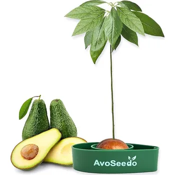 Avokádový strom - sada pro vypěstování