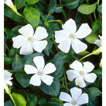 Sazenice Barvínek menší ´ALBA´ kont. 0,5 l