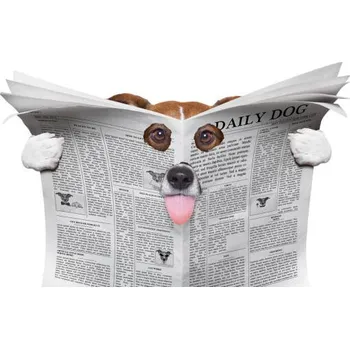 Plakát Plakát, Obraz - spy dog reading a newspaper, damedeeso
