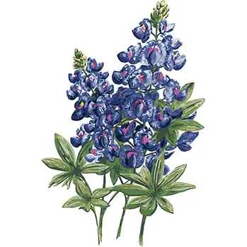 ZUTY Malování podle čísel - MODRÉ KVĚTY VLČÍHO BOBU (ALEXANDRIA GILBERT) Rozměr: 40x50 cm, Rámování: bez rámu a bez vypnutí plátna