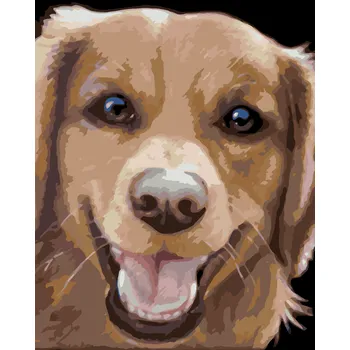 ZUTY Malování podle čísel - ZLATÝ RETRÍVR (MYROSLAVA VOLOSCHUK) Rozměr: 40x50 cm, Rámování: bez rámu a bez vypnutí plátna